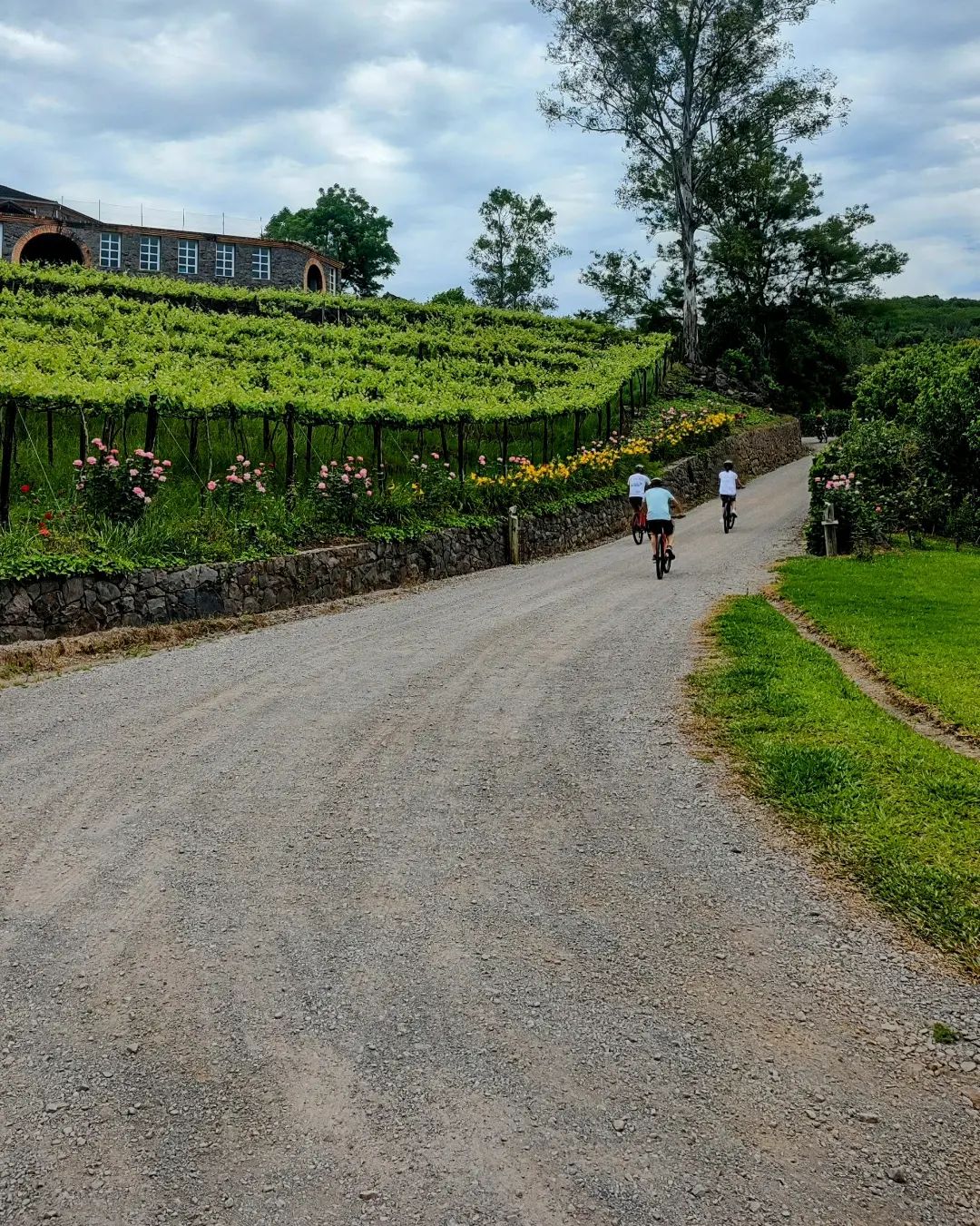 Cover - Cicloturismo Vino Cultural com Que Tal de Bike?