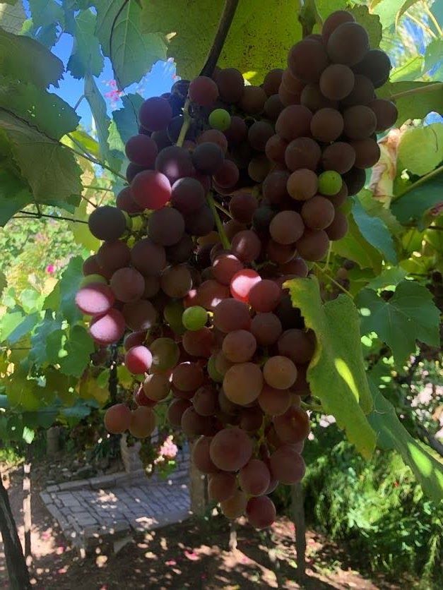 Image - 6