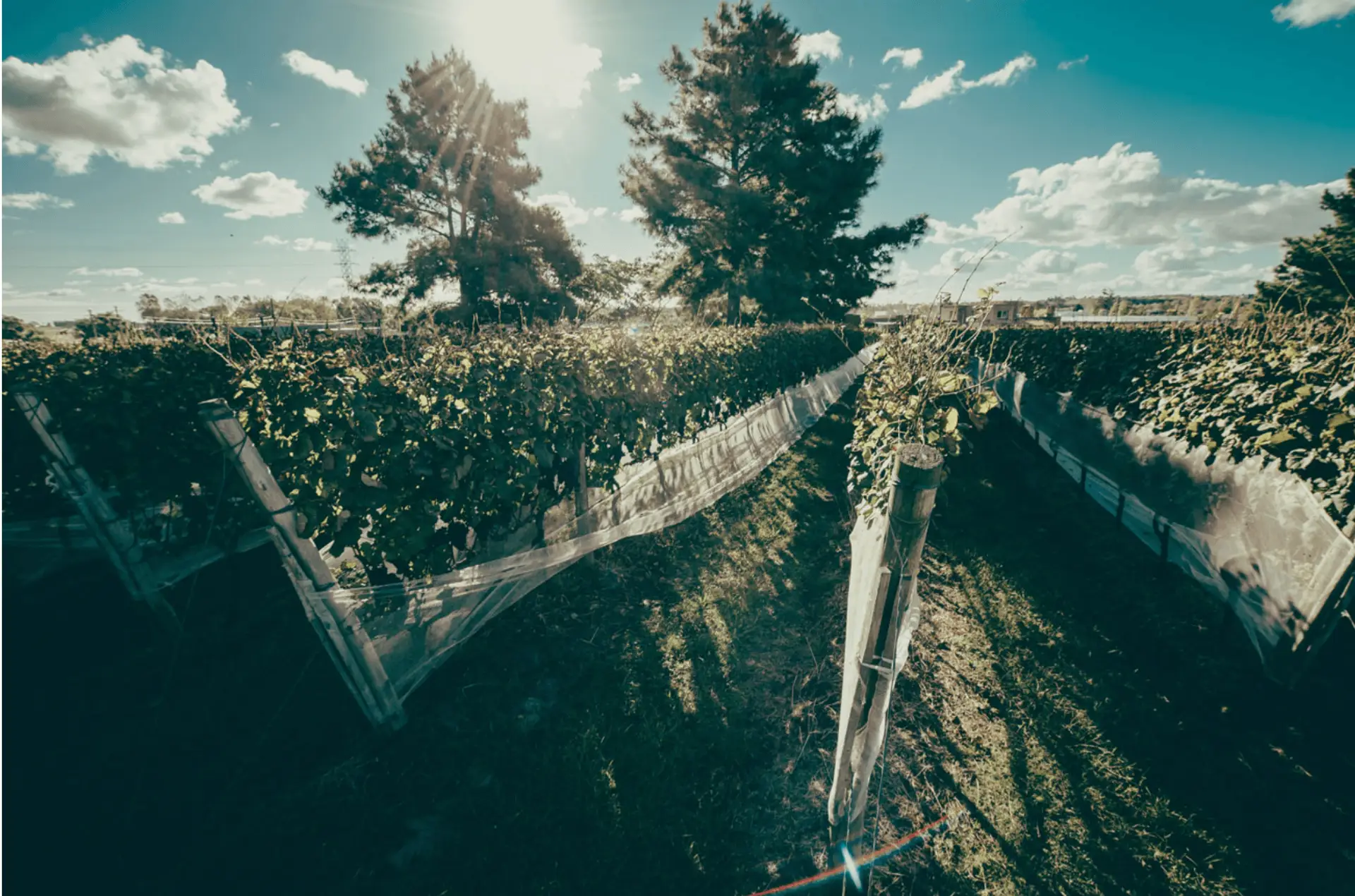 Image - 12