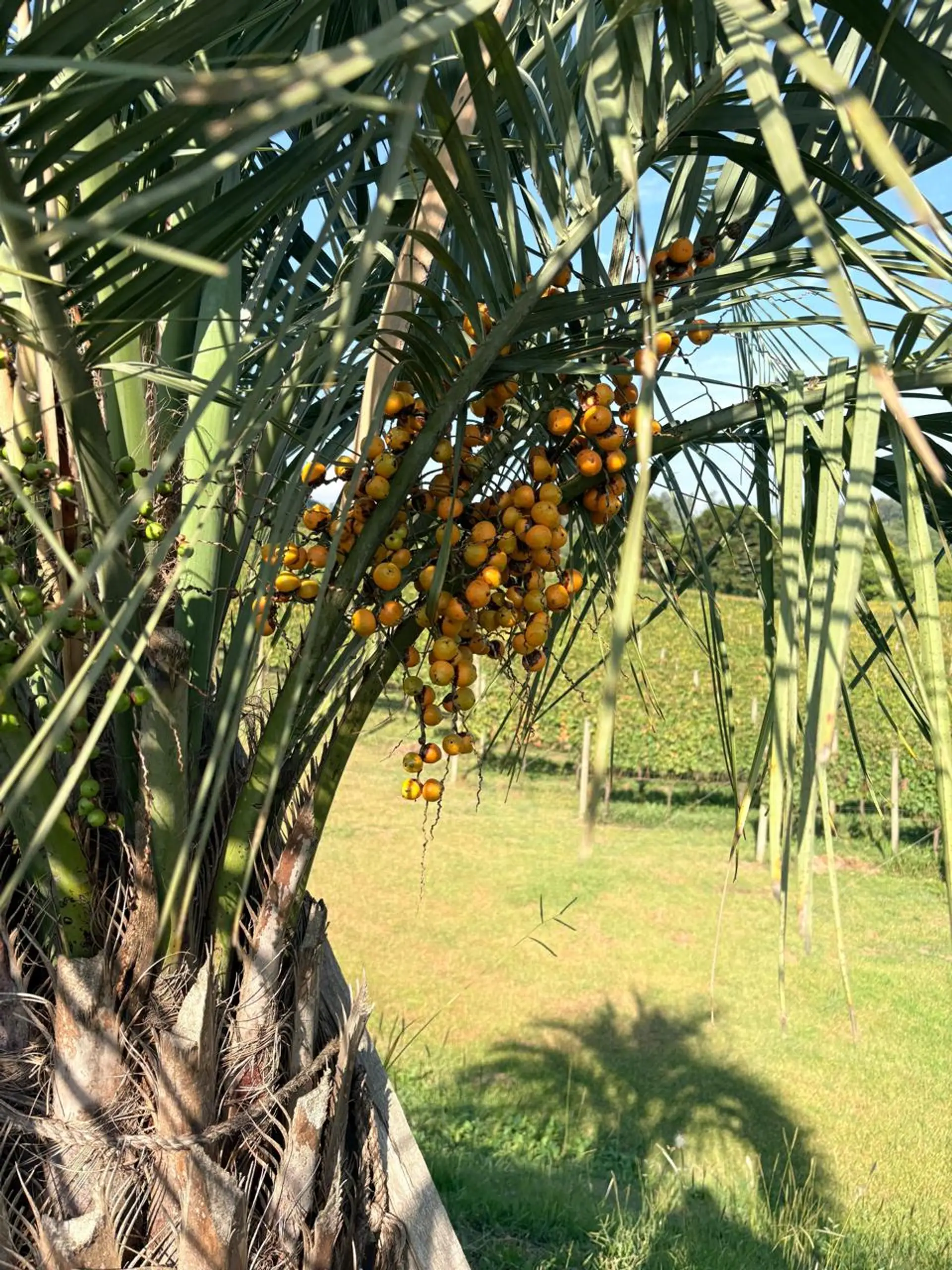 Image - 5
