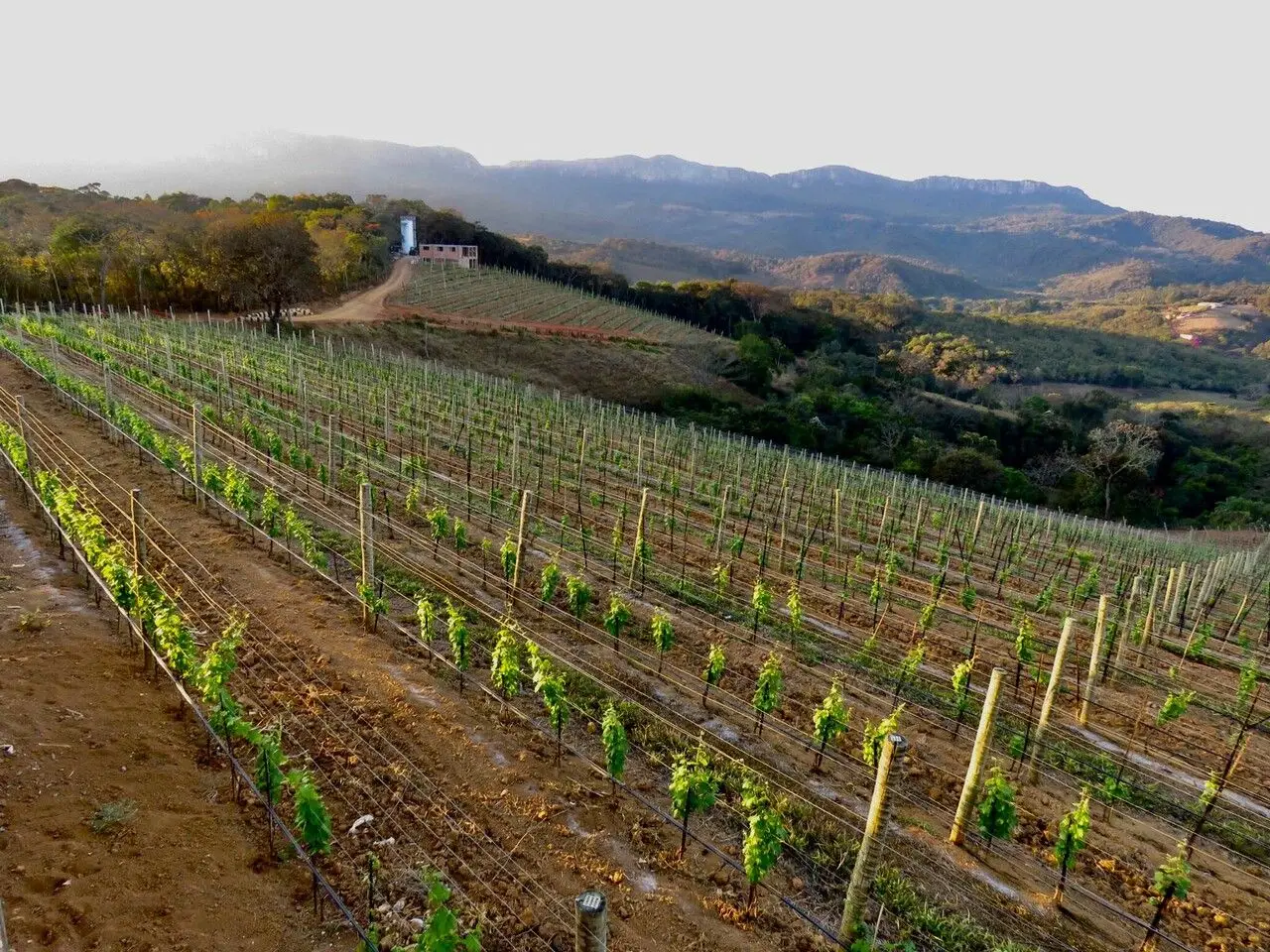 Cover - Passeio ao Vinhedo e degustação de Vinhos de Inverno na Vinícola Trindade