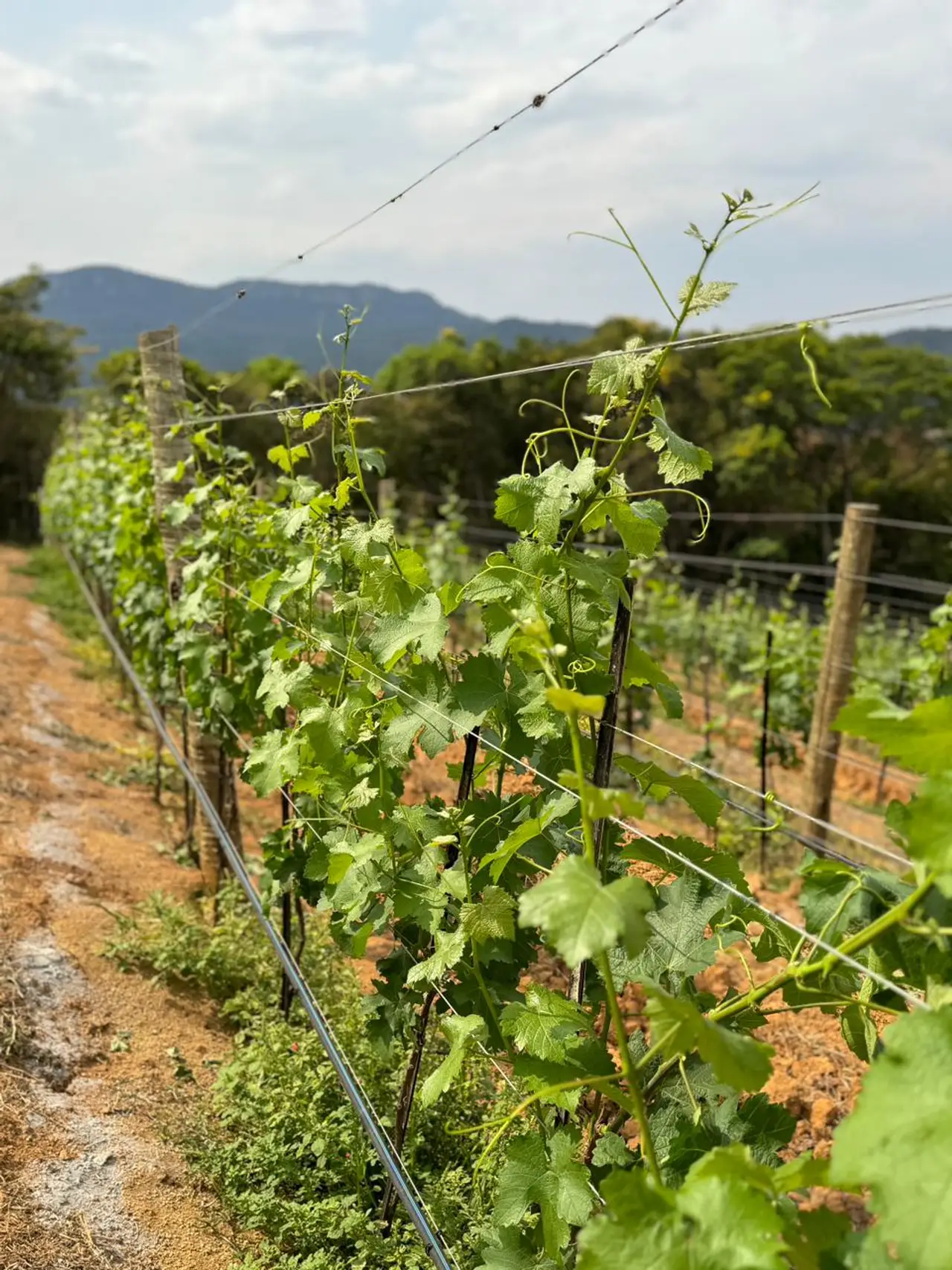 Cover - Passeio ao Vinhedo e Degustação de Vinhos de Inverno na Vinícola Trindade