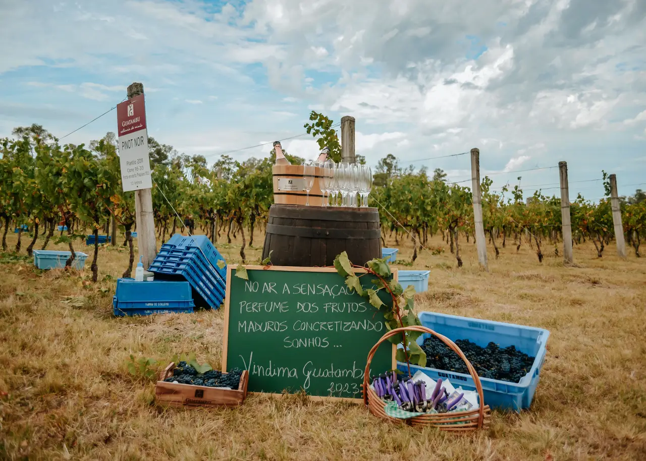 Cover - [22/02] Vindima 2025 na Vinícola Guatambu Estância do Vinho