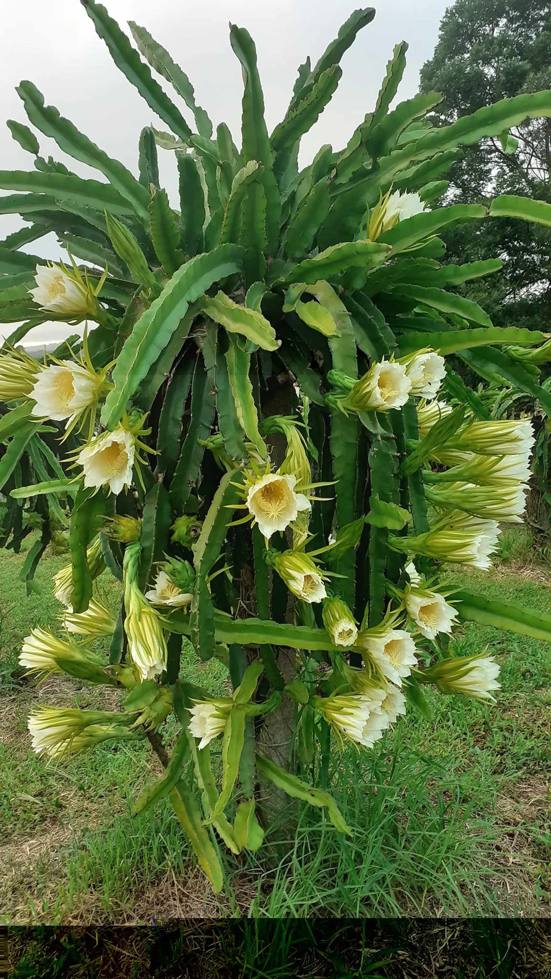 Image - 7