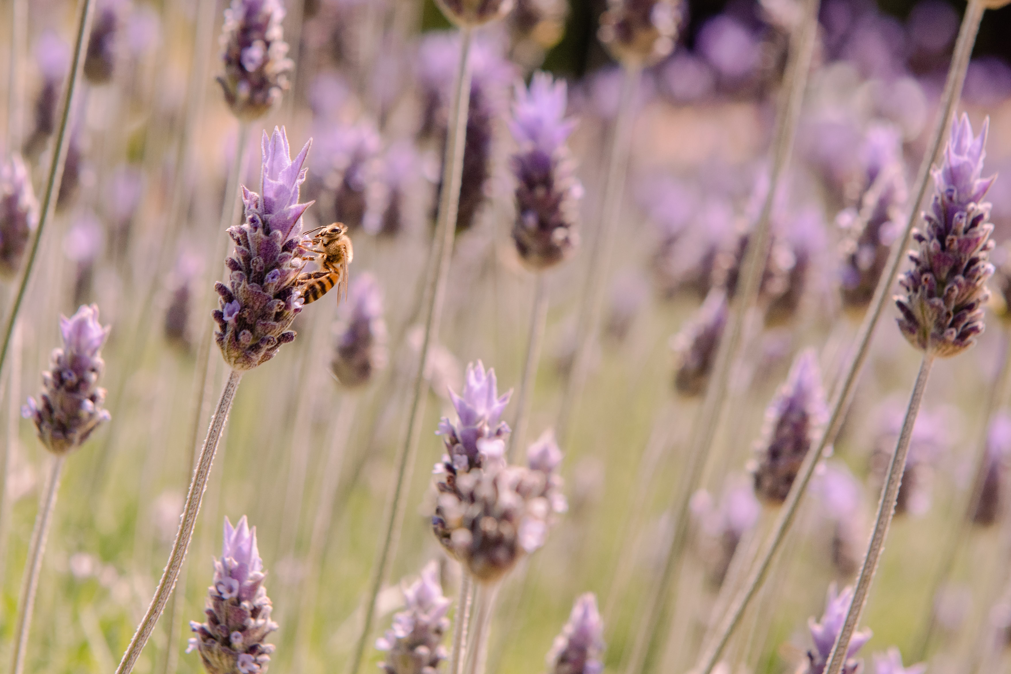 7ª Festa Nacional da Lavanda